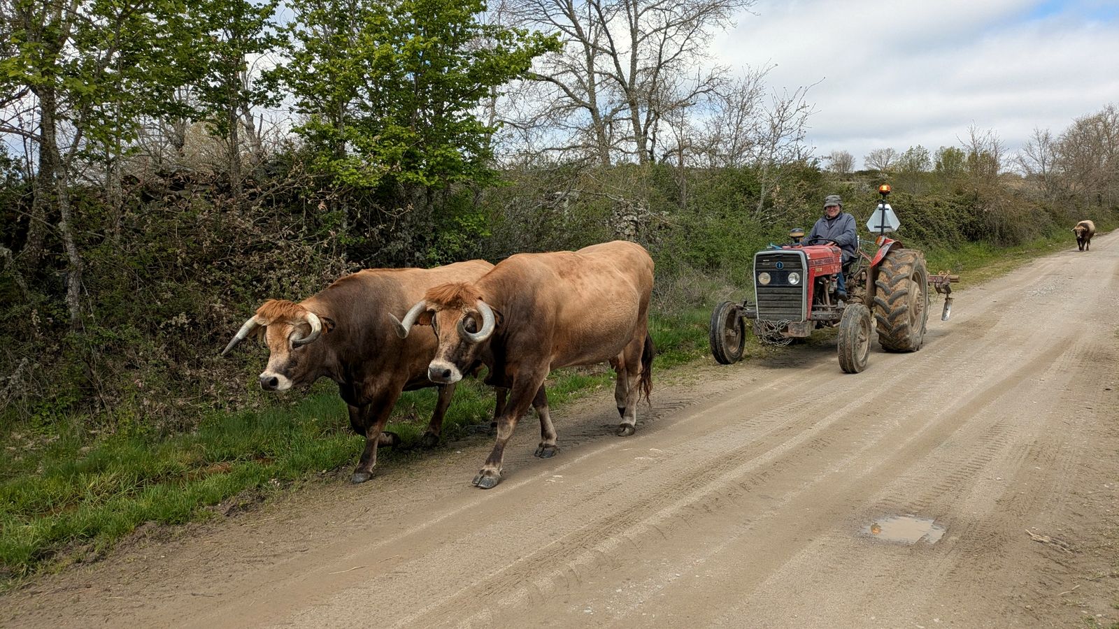 Dos bueyes caminan por una pista de tierra seguidos de un tractor rojo