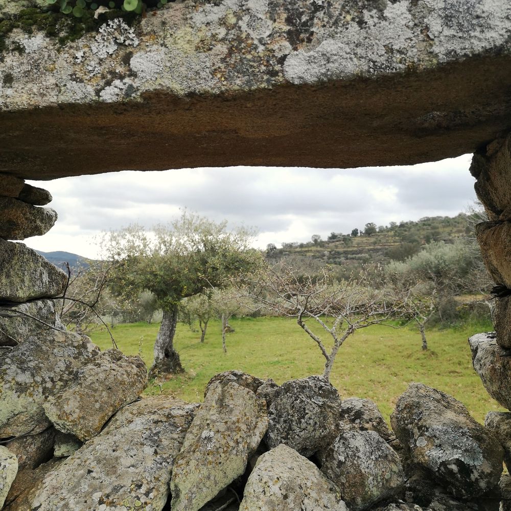 Olivar visto a través de una ventana de piedra seca